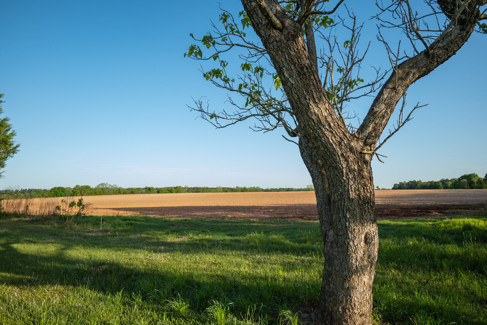Image for 218+/- Acres Located in Webster County, Georgia - The Wills Estate