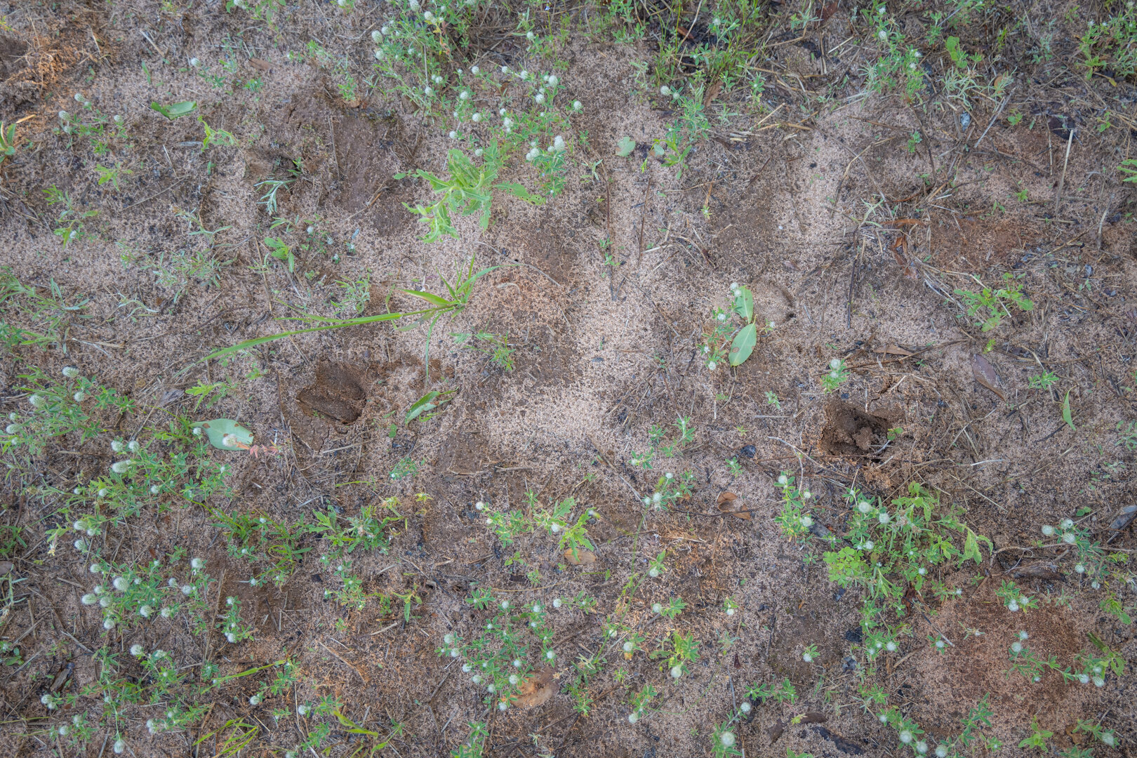 Image for 218+/- Acres Located in Webster County, Georgia - The Wills Estate