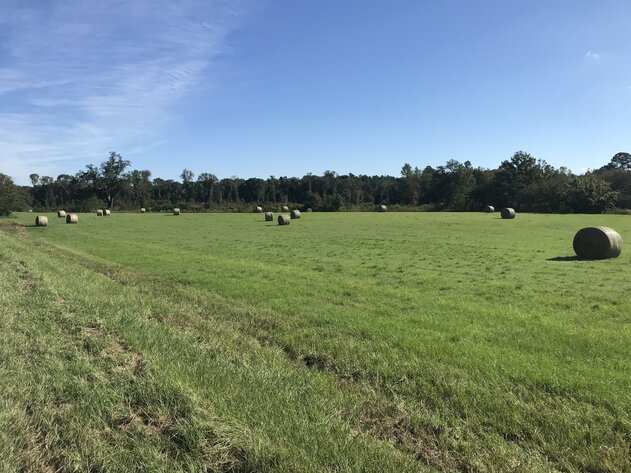 Image for ONLINE AUCTION - 90.51 ACRES LOCATED ON WILLIFORD CROSSING ROAD JUST NORTH OF TREMONT ROAD. SELLING AS A WHOLE