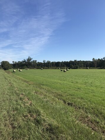 Image for ONLINE AUCTION - 90.51 ACRES LOCATED ON WILLIFORD CROSSING ROAD JUST NORTH OF TREMONT ROAD. SELLING AS A WHOLE