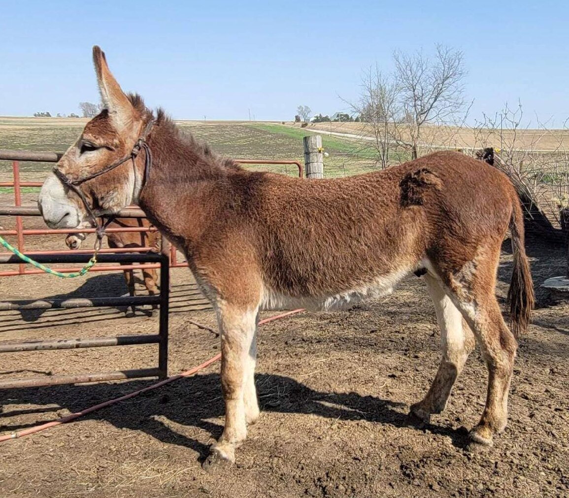 Image for Donkey's Horse Sale - Clarinda, Iowa May 21st