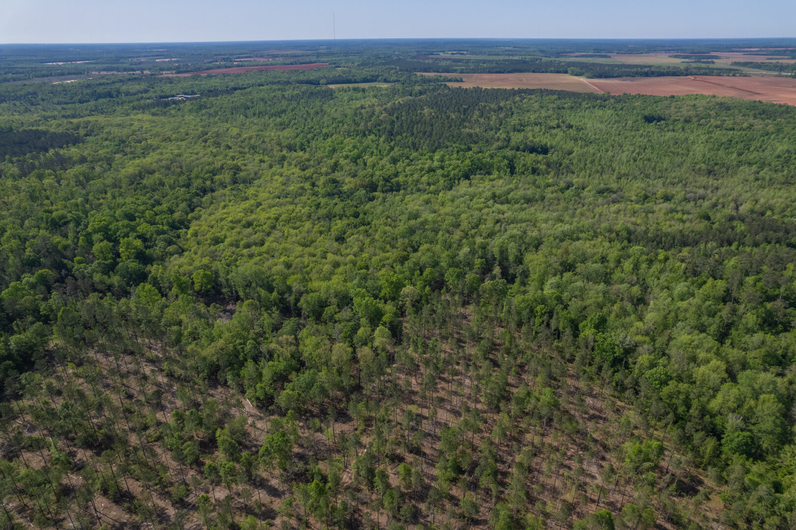 Image for 529+/- Acres Located in Webster County, Georgia - The Wills Estate