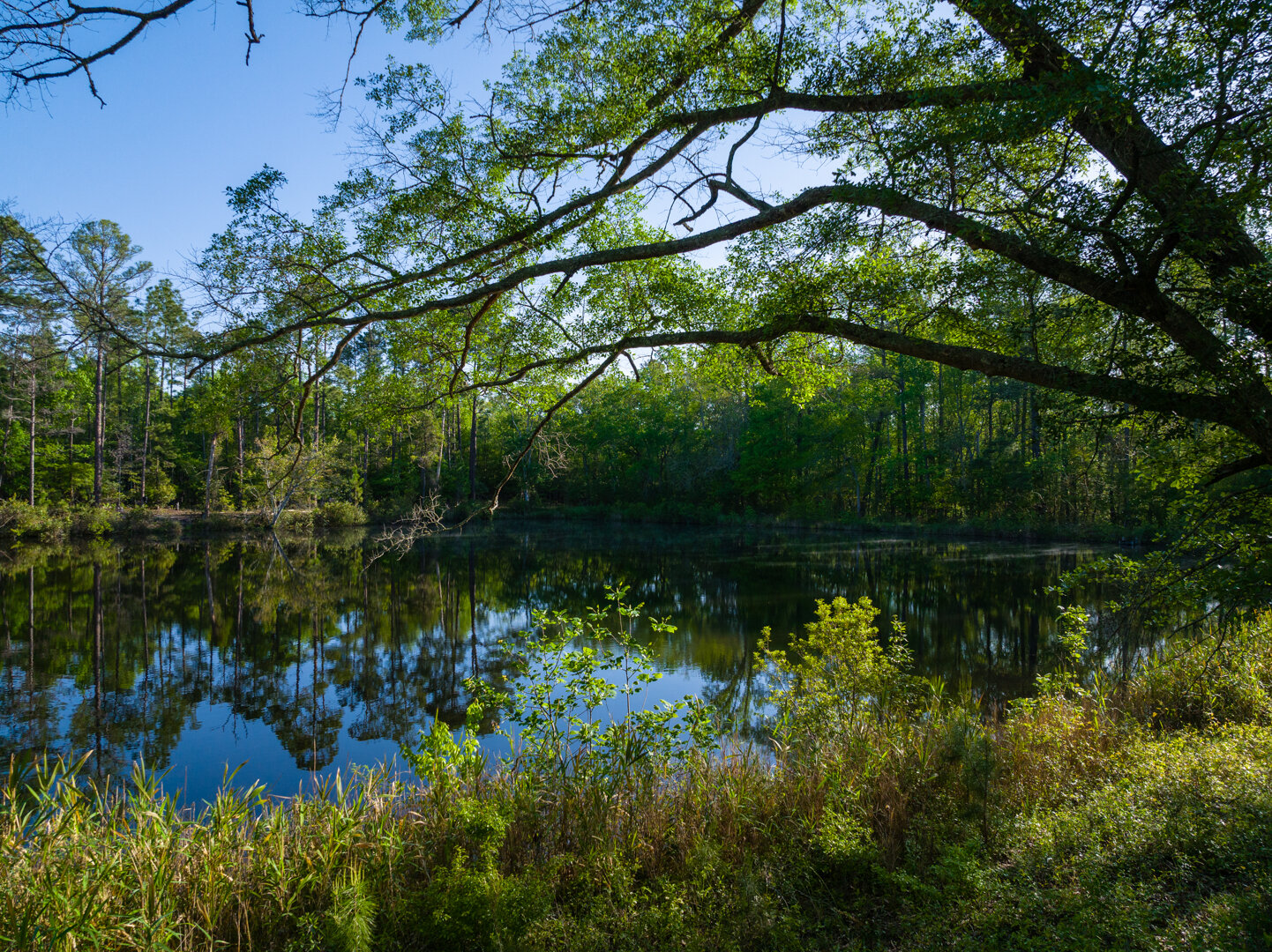 Image for 529+/- Acres Located in Webster County, Georgia - The Wills Estate