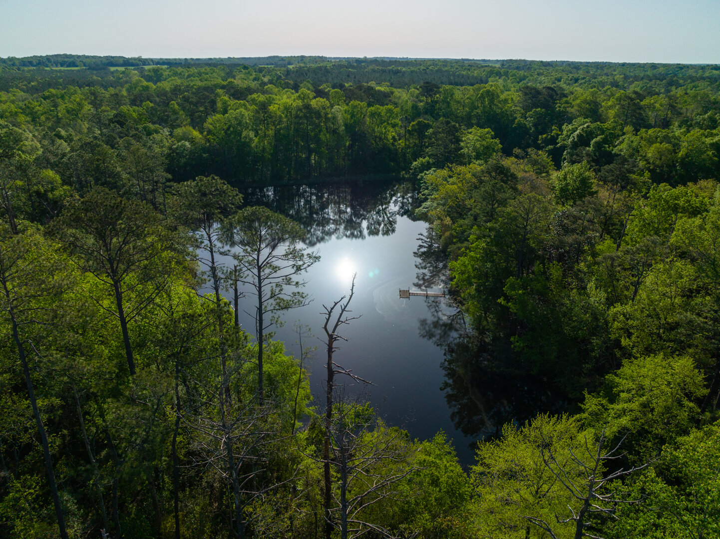 Image for 529+/- Acres Located in Webster County, Georgia - The Wills Estate