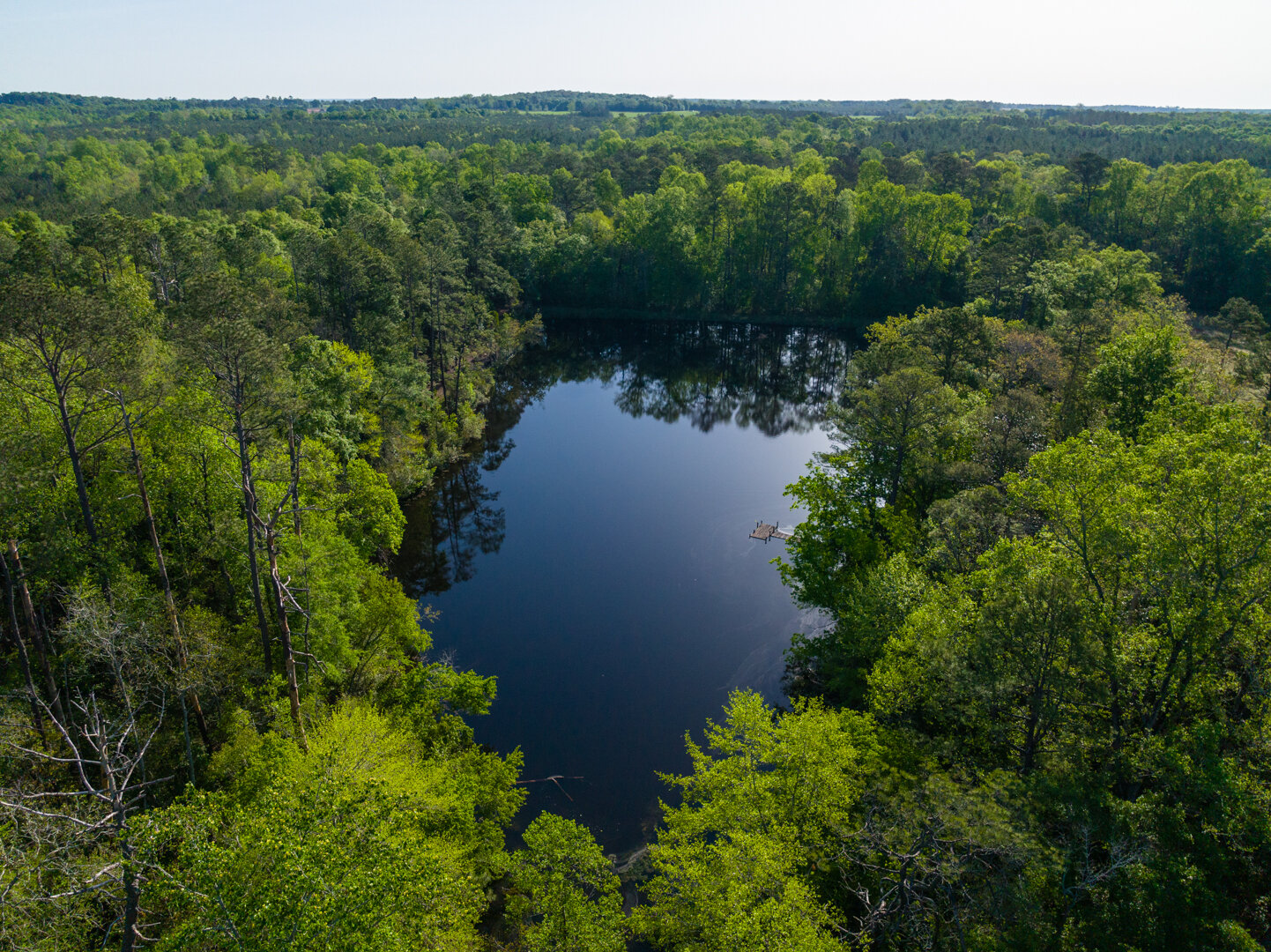 Image for 529+/- Acres Located in Webster County, Georgia - The Wills Estate