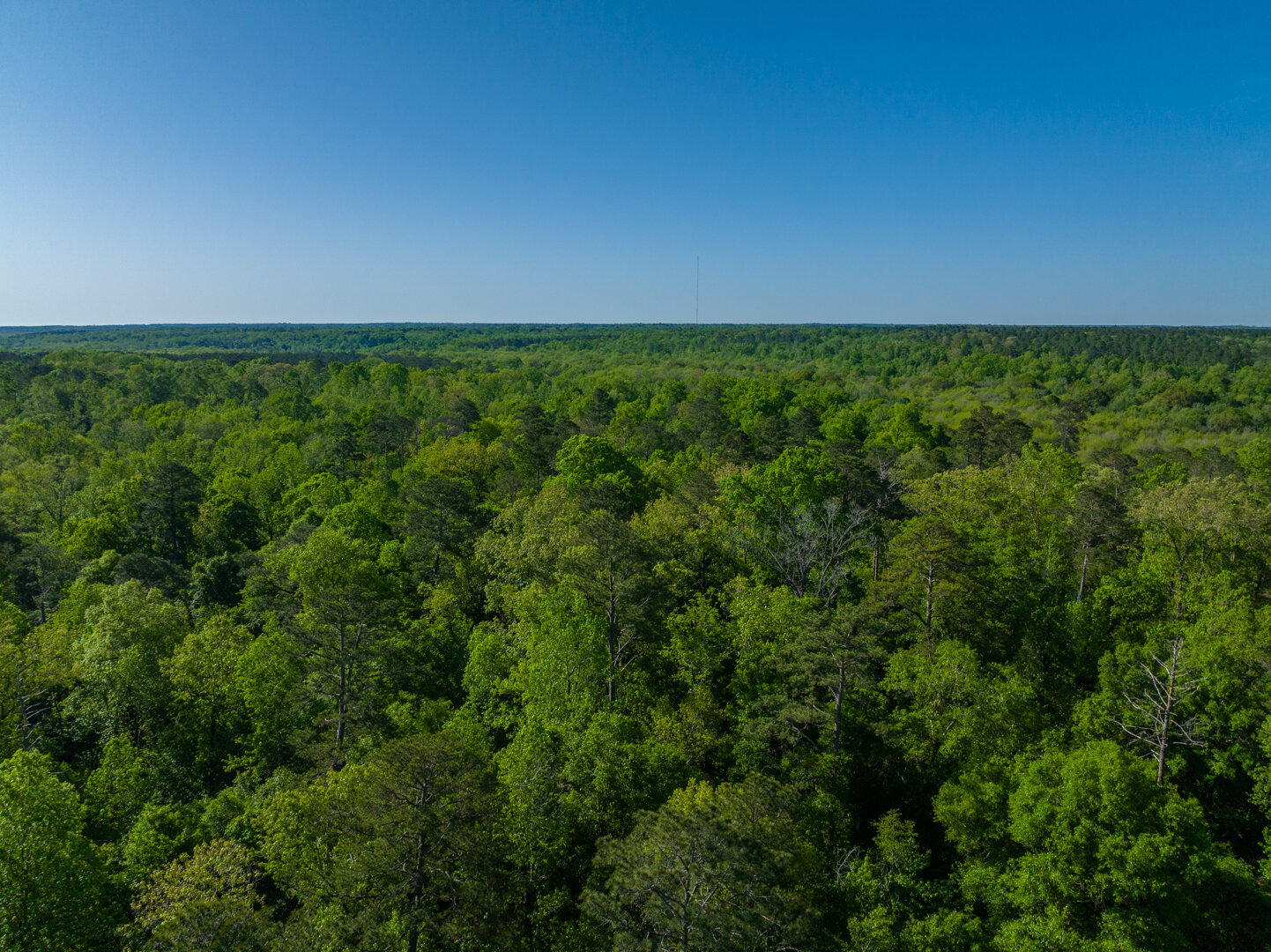 Image for 529+/- Acres Located in Webster County, Georgia - The Wills Estate
