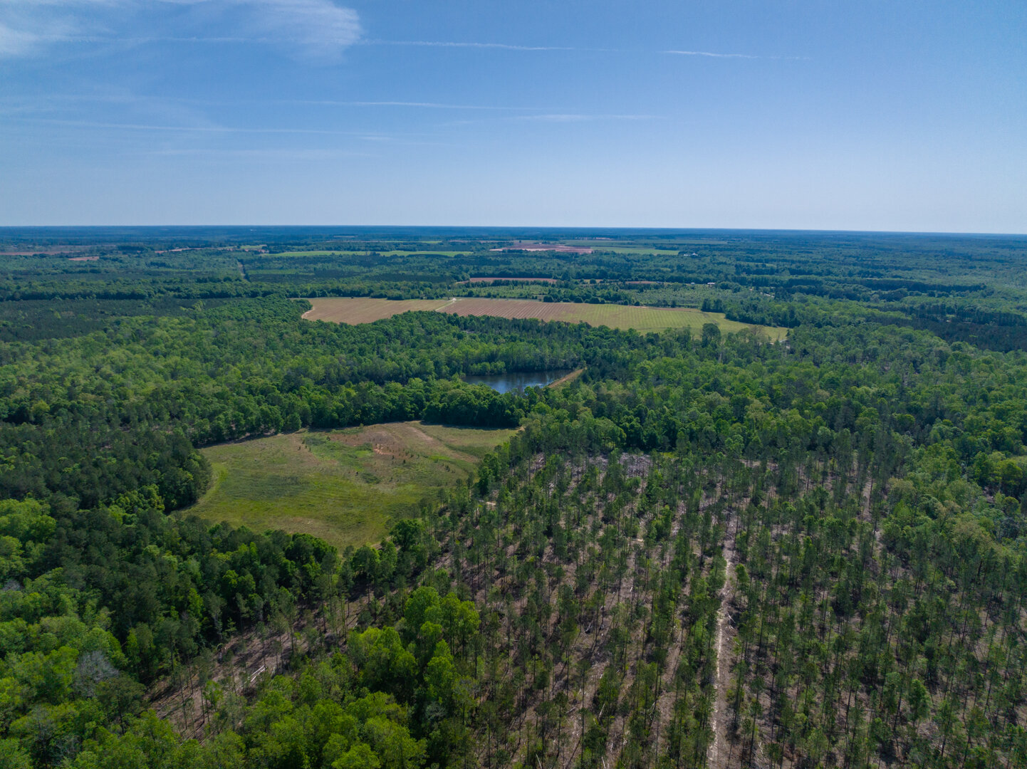 Image for 529+/- Acres Located in Webster County, Georgia - The Wills Estate