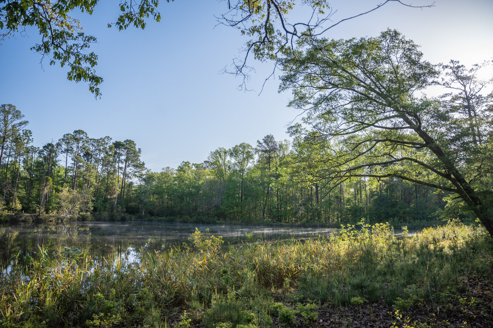 Image for 529+/- Acres Located in Webster County, Georgia - The Wills Estate