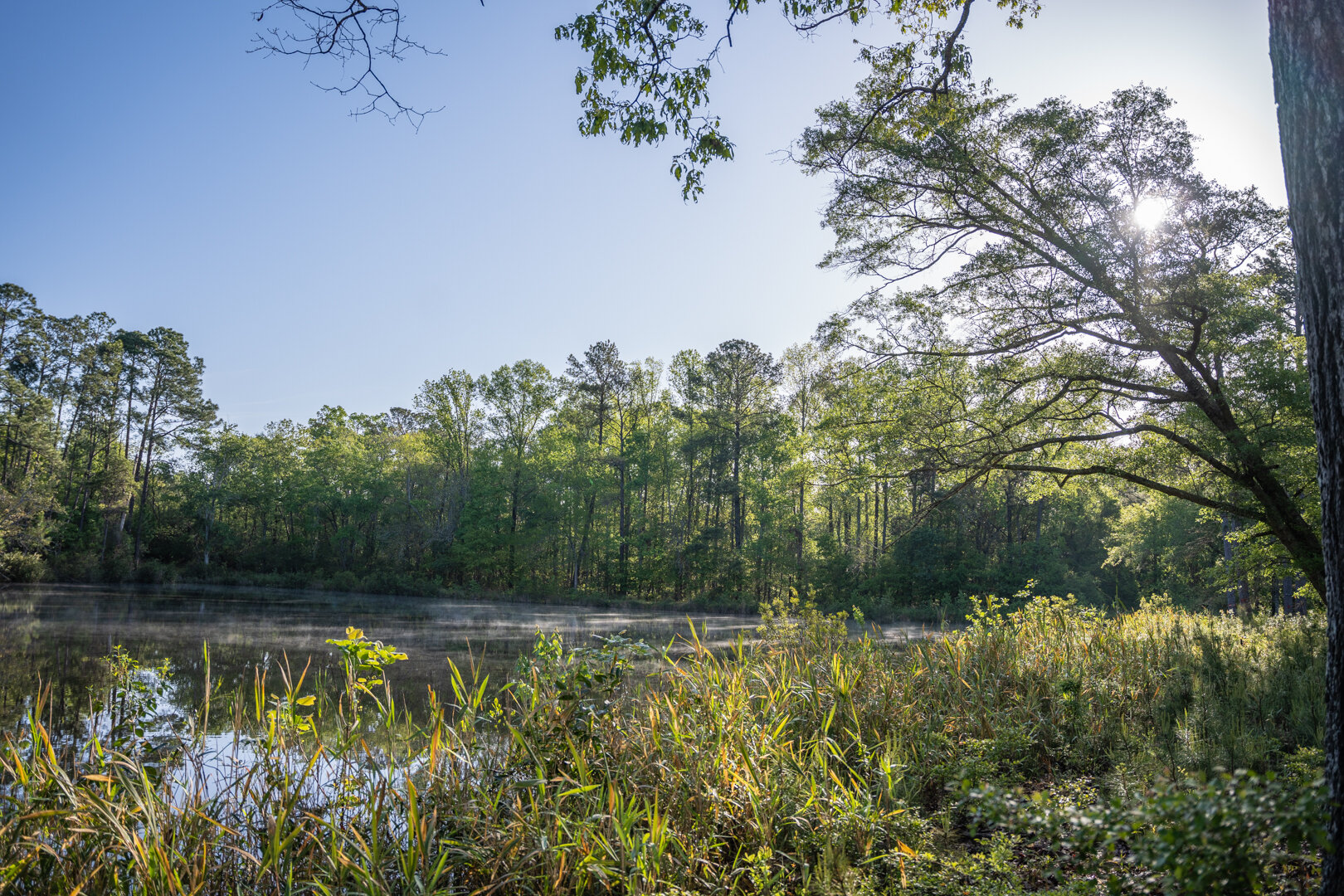 Image for 529+/- Acres Located in Webster County, Georgia - The Wills Estate