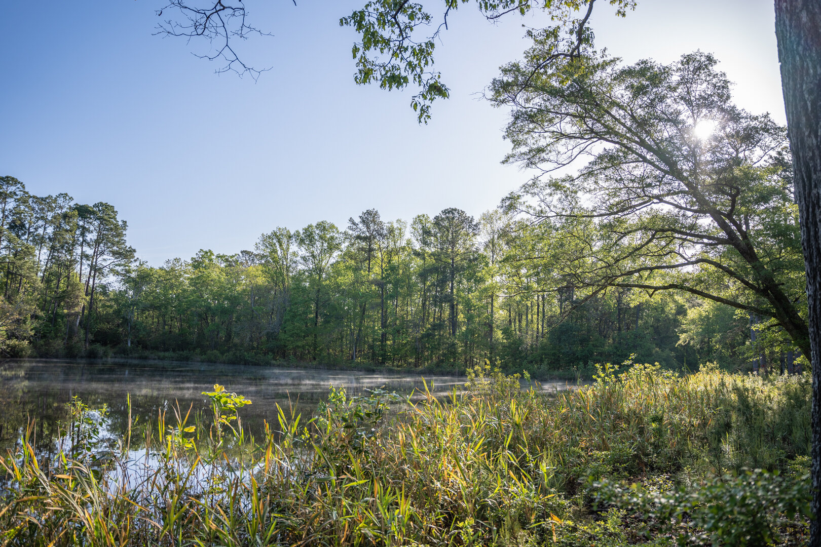 Image for 529+/- Acres Located in Webster County, Georgia - The Wills Estate