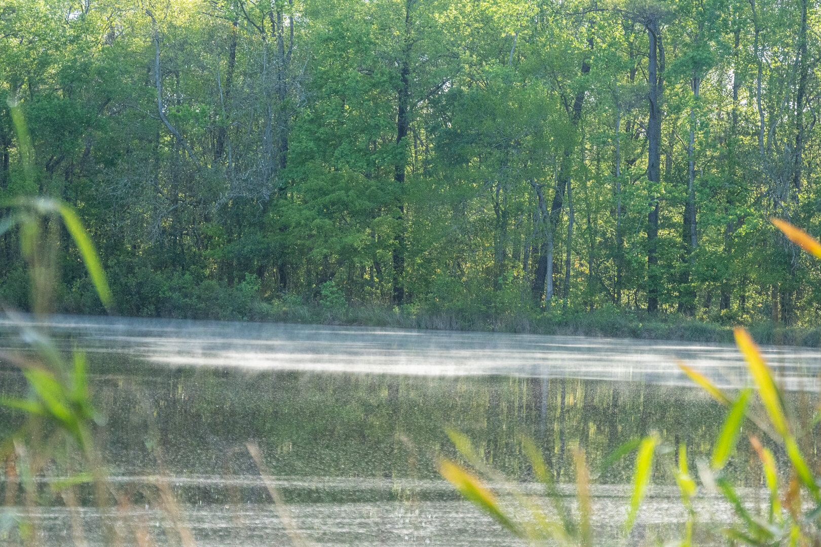 Image for 529+/- Acres Located in Webster County, Georgia - The Wills Estate