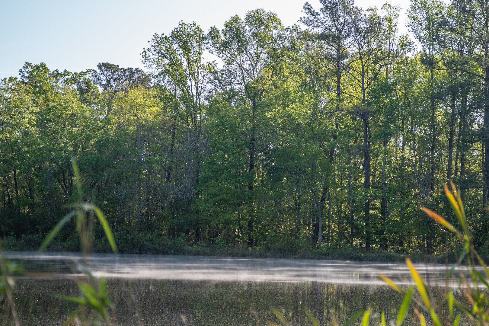 Image for 529+/- Acres Located in Webster County, Georgia - The Wills Estate