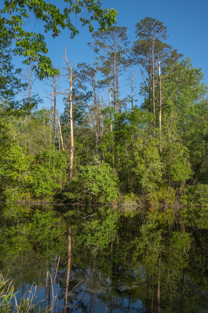 Image for 529+/- Acres Located in Webster County, Georgia - The Wills Estate