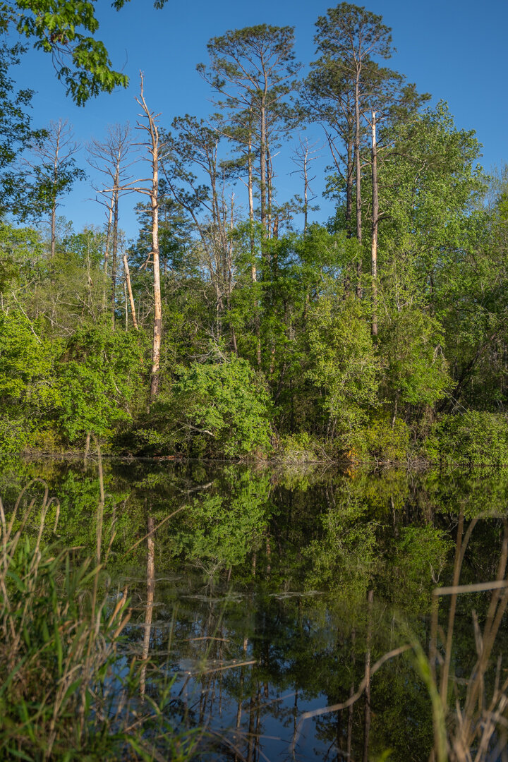 Image for 529+/- Acres Located in Webster County, Georgia - The Wills Estate