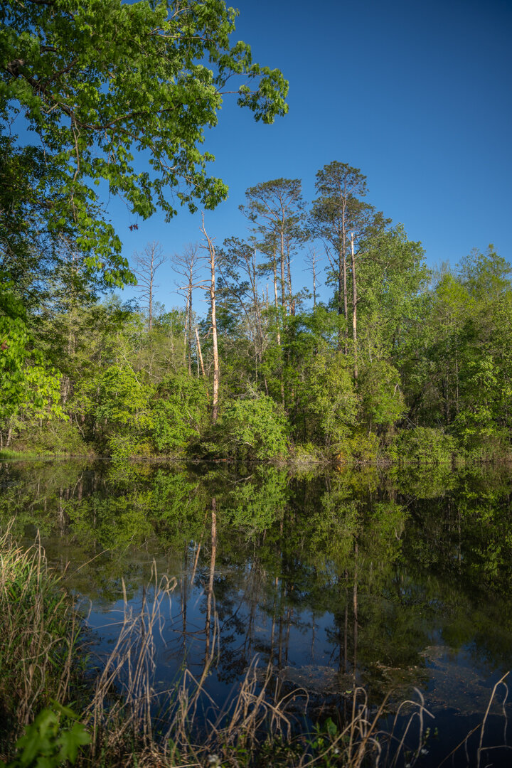 Image for 529+/- Acres Located in Webster County, Georgia - The Wills Estate
