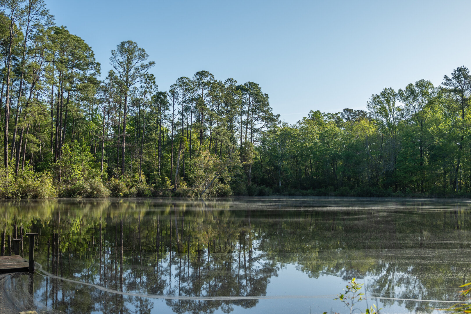 Image for 529+/- Acres Located in Webster County, Georgia - The Wills Estate