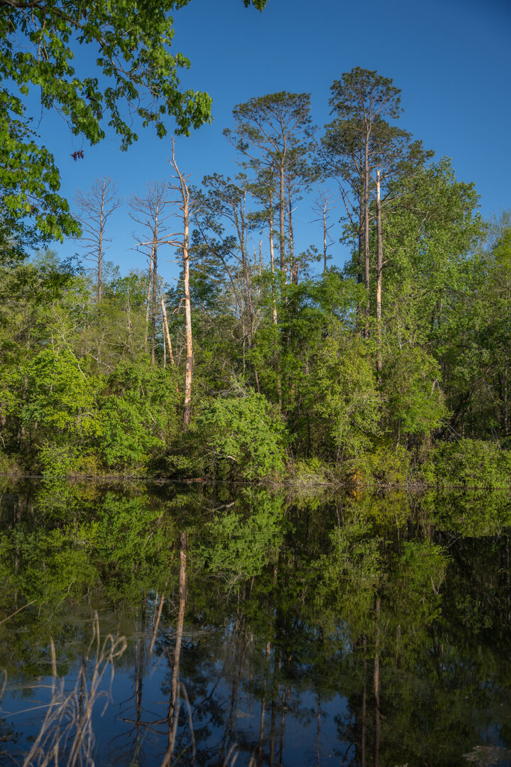 Image for 529+/- Acres Located in Webster County, Georgia - The Wills Estate