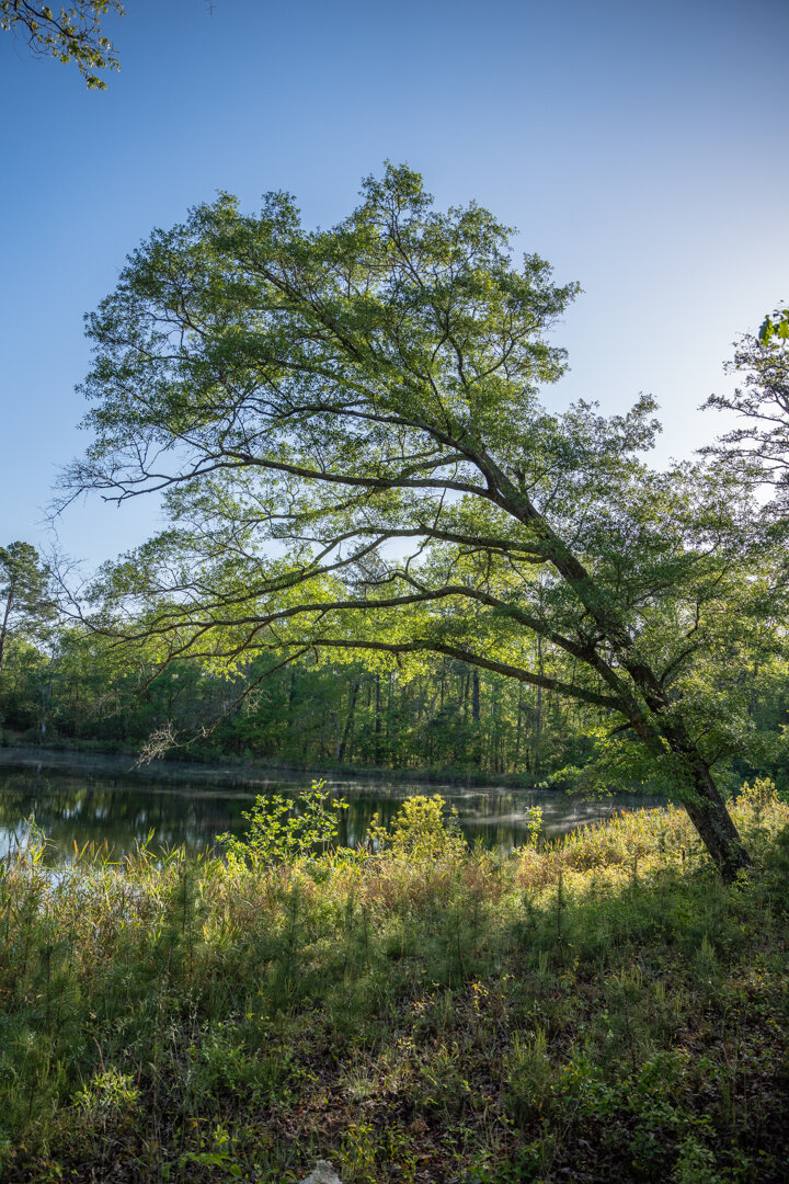 Image for 529+/- Acres Located in Webster County, Georgia - The Wills Estate