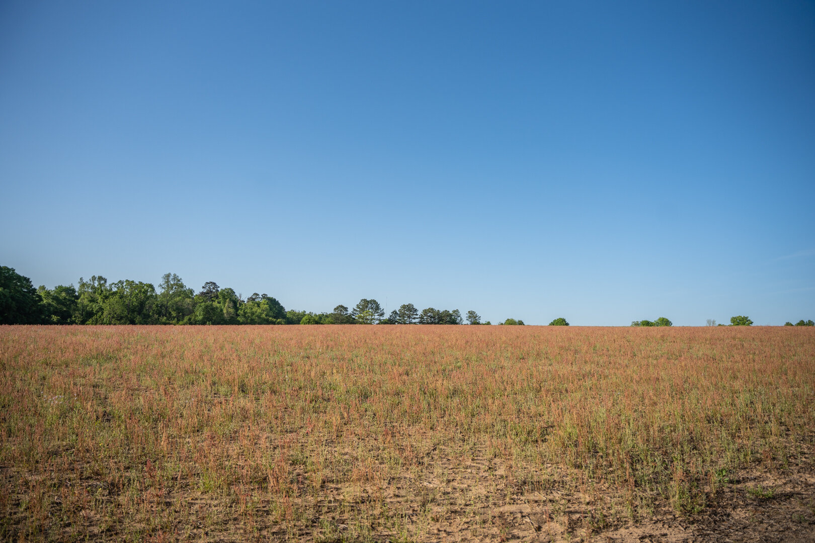 Image for 529+/- Acres Located in Webster County, Georgia - The Wills Estate