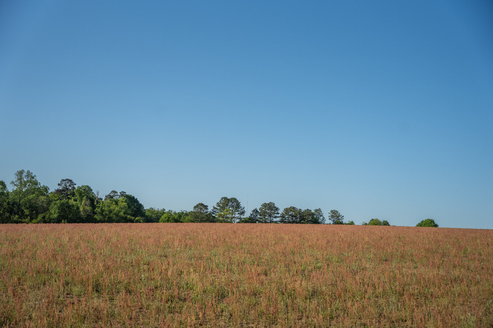 Image for 529+/- Acres Located in Webster County, Georgia - The Wills Estate