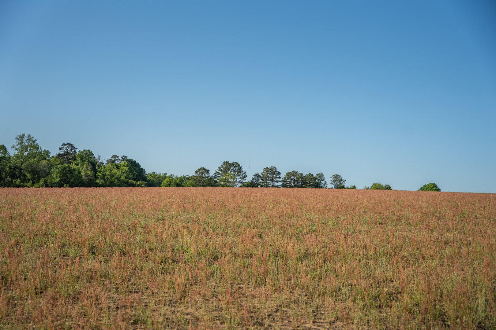 Image for 529+/- Acres Located in Webster County, Georgia - The Wills Estate