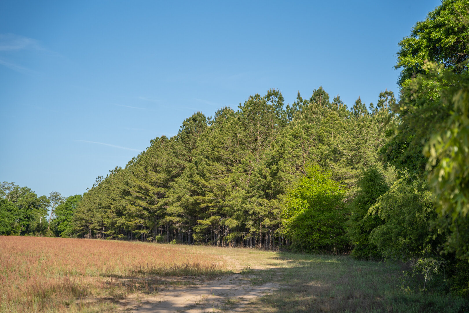 Image for 529+/- Acres Located in Webster County, Georgia - The Wills Estate