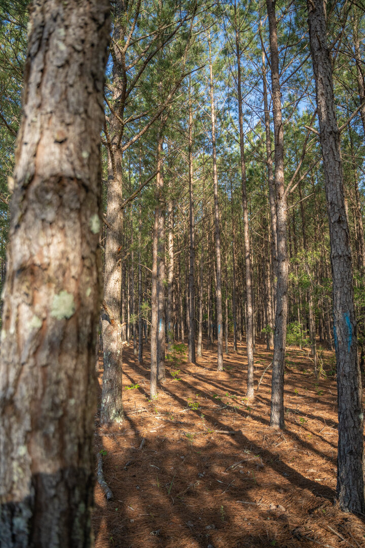 Image for 529+/- Acres Located in Webster County, Georgia - The Wills Estate