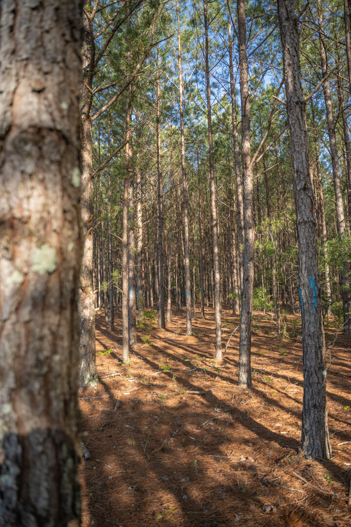 Image for 529+/- Acres Located in Webster County, Georgia - The Wills Estate