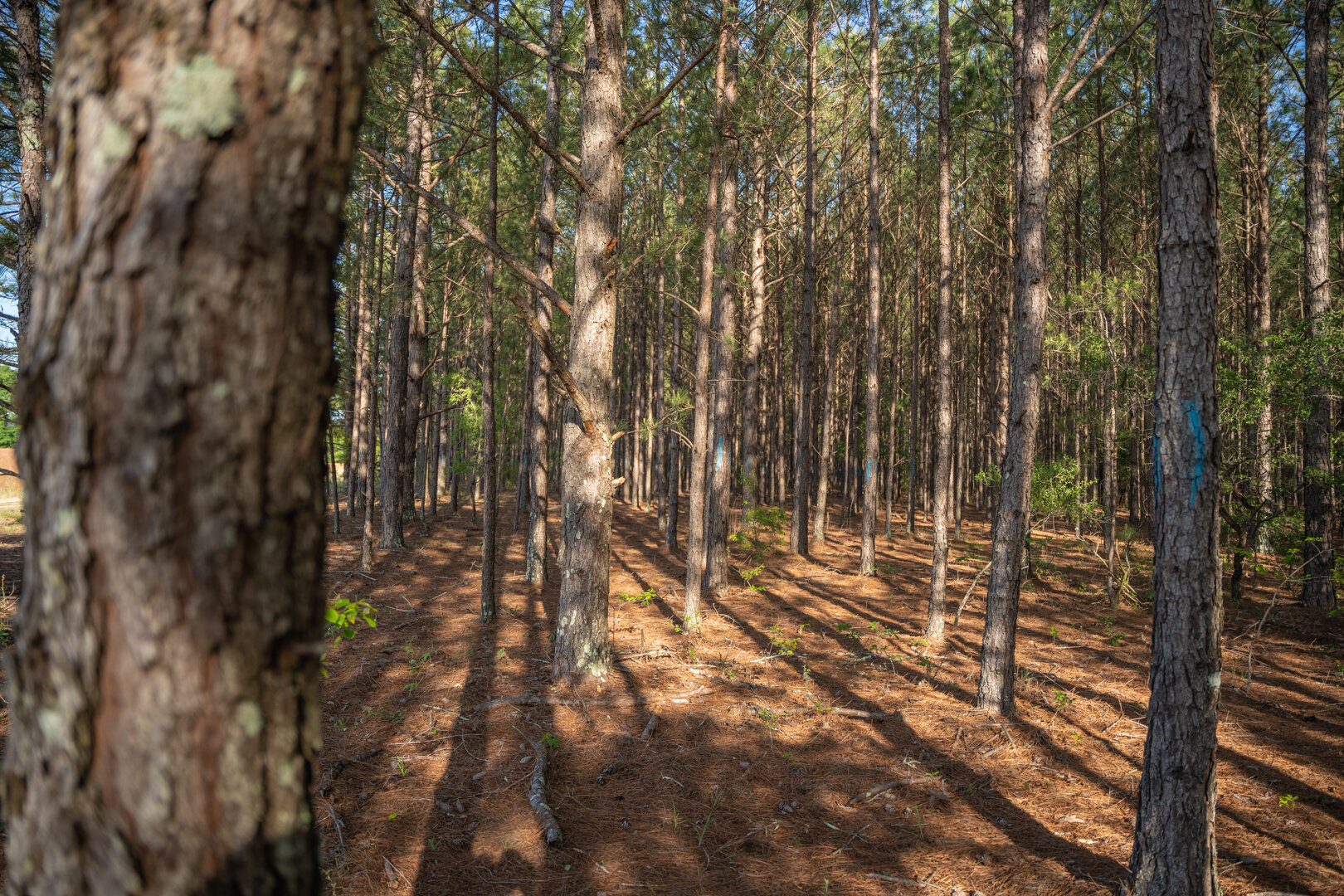 Image for 529+/- Acres Located in Webster County, Georgia - The Wills Estate