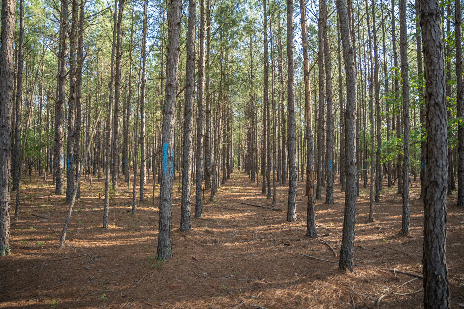 Image for 529+/- Acres Located in Webster County, Georgia - The Wills Estate