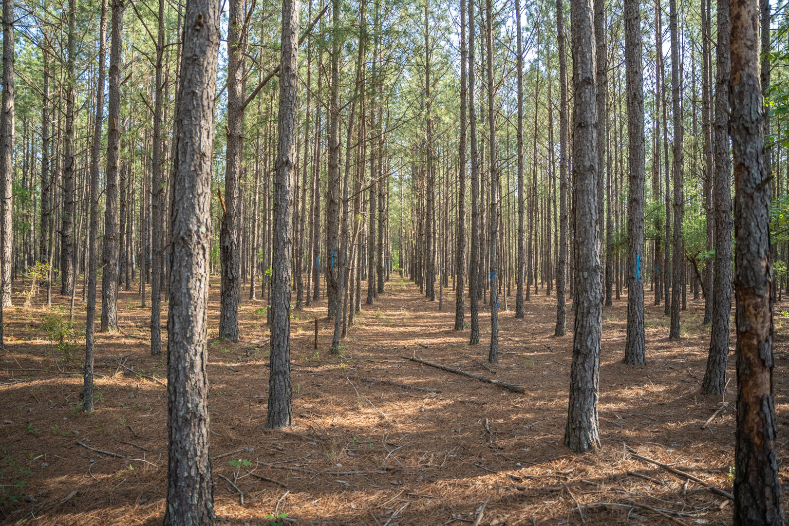 Image for 529+/- Acres Located in Webster County, Georgia - The Wills Estate