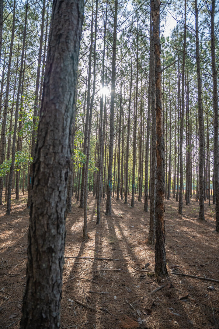 Image for 529+/- Acres Located in Webster County, Georgia - The Wills Estate