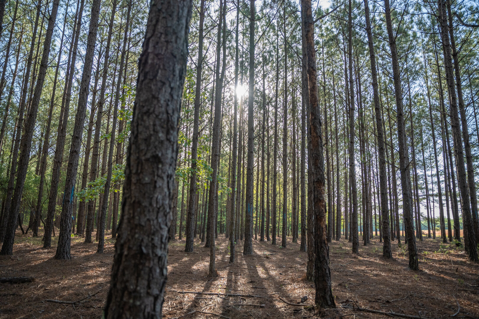 Image for 529+/- Acres Located in Webster County, Georgia - The Wills Estate