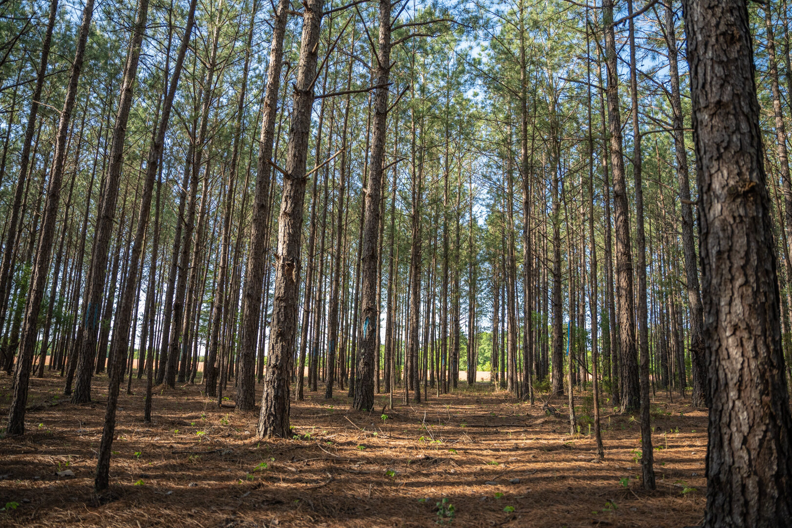 Image for 529+/- Acres Located in Webster County, Georgia - The Wills Estate