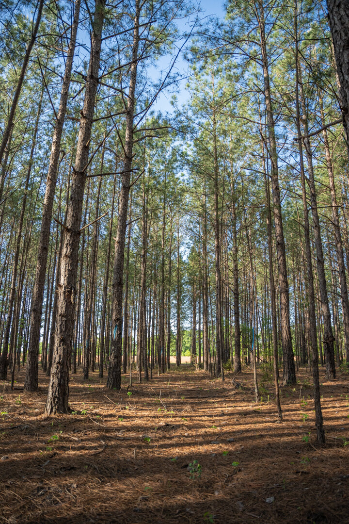 Image for 529+/- Acres Located in Webster County, Georgia - The Wills Estate