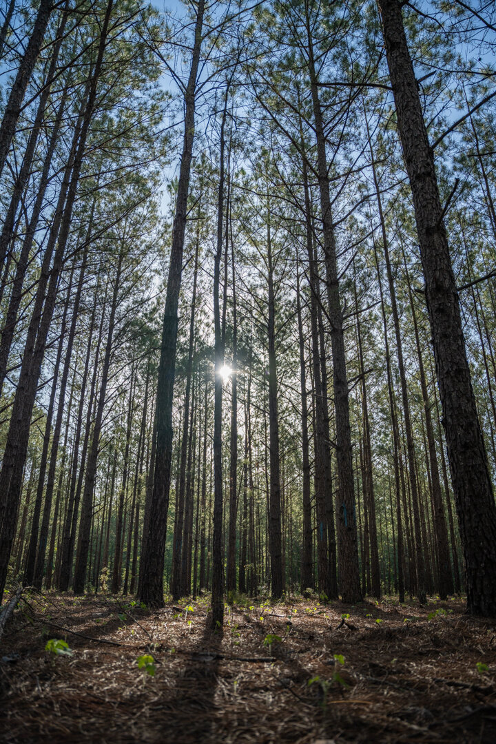 Image for 529+/- Acres Located in Webster County, Georgia - The Wills Estate