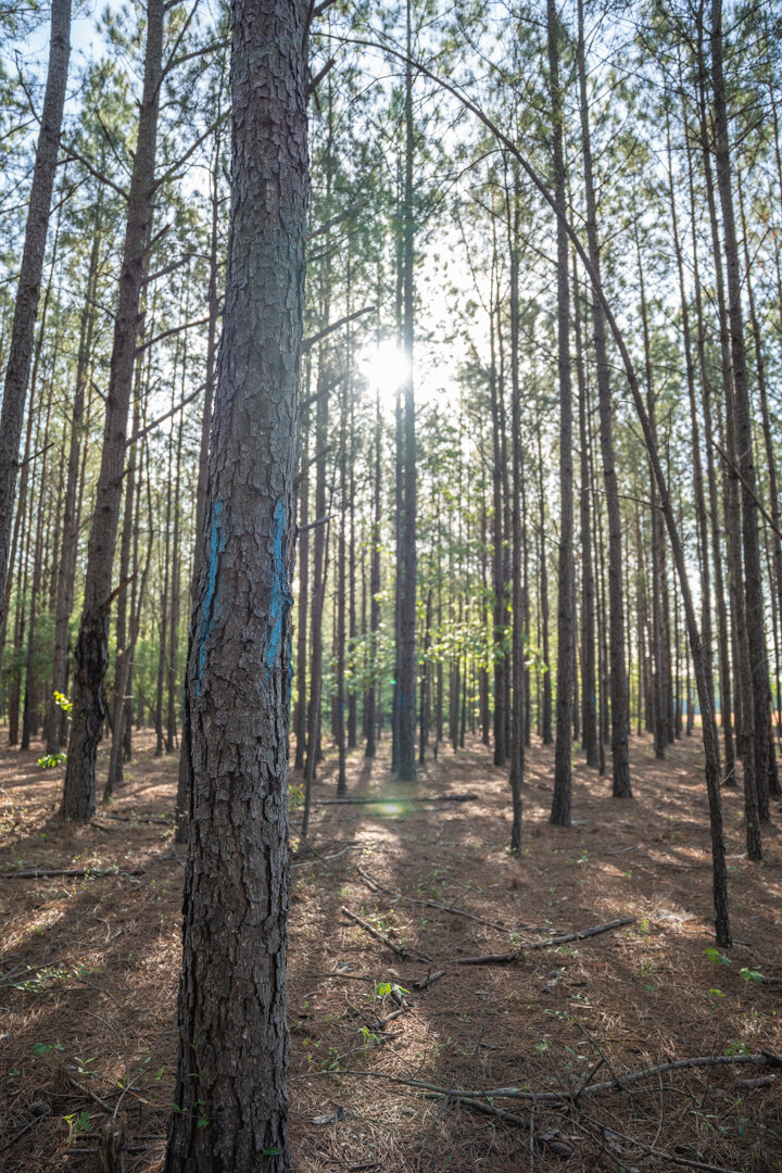 Image for 529+/- Acres Located in Webster County, Georgia - The Wills Estate