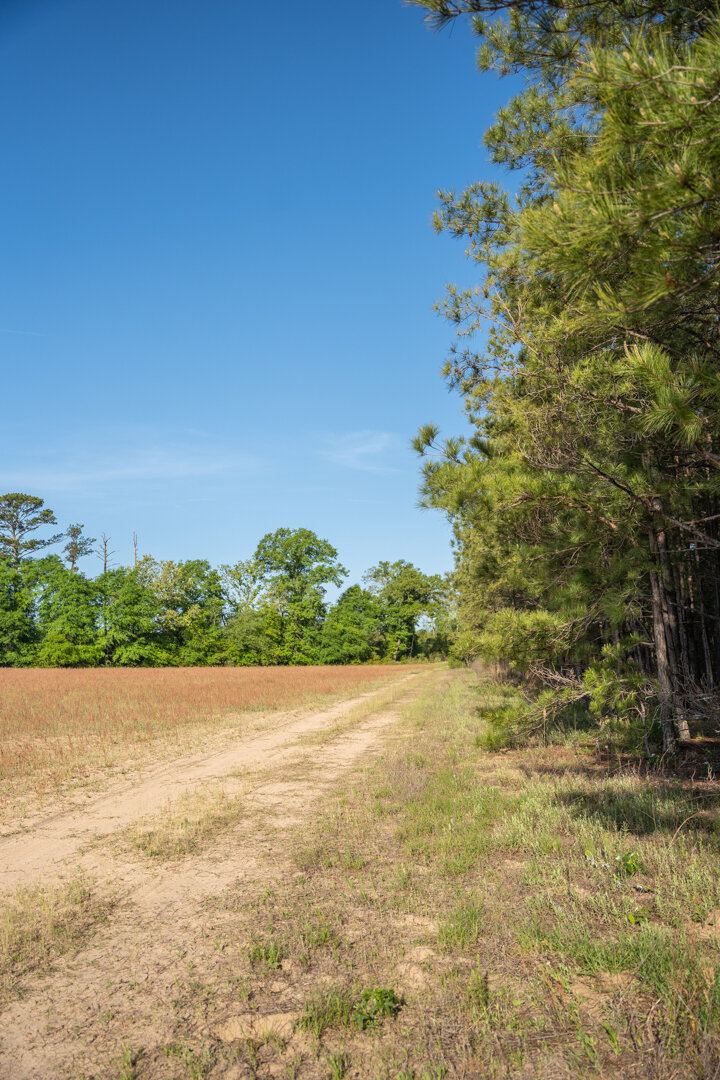 Image for 529+/- Acres Located in Webster County, Georgia - The Wills Estate
