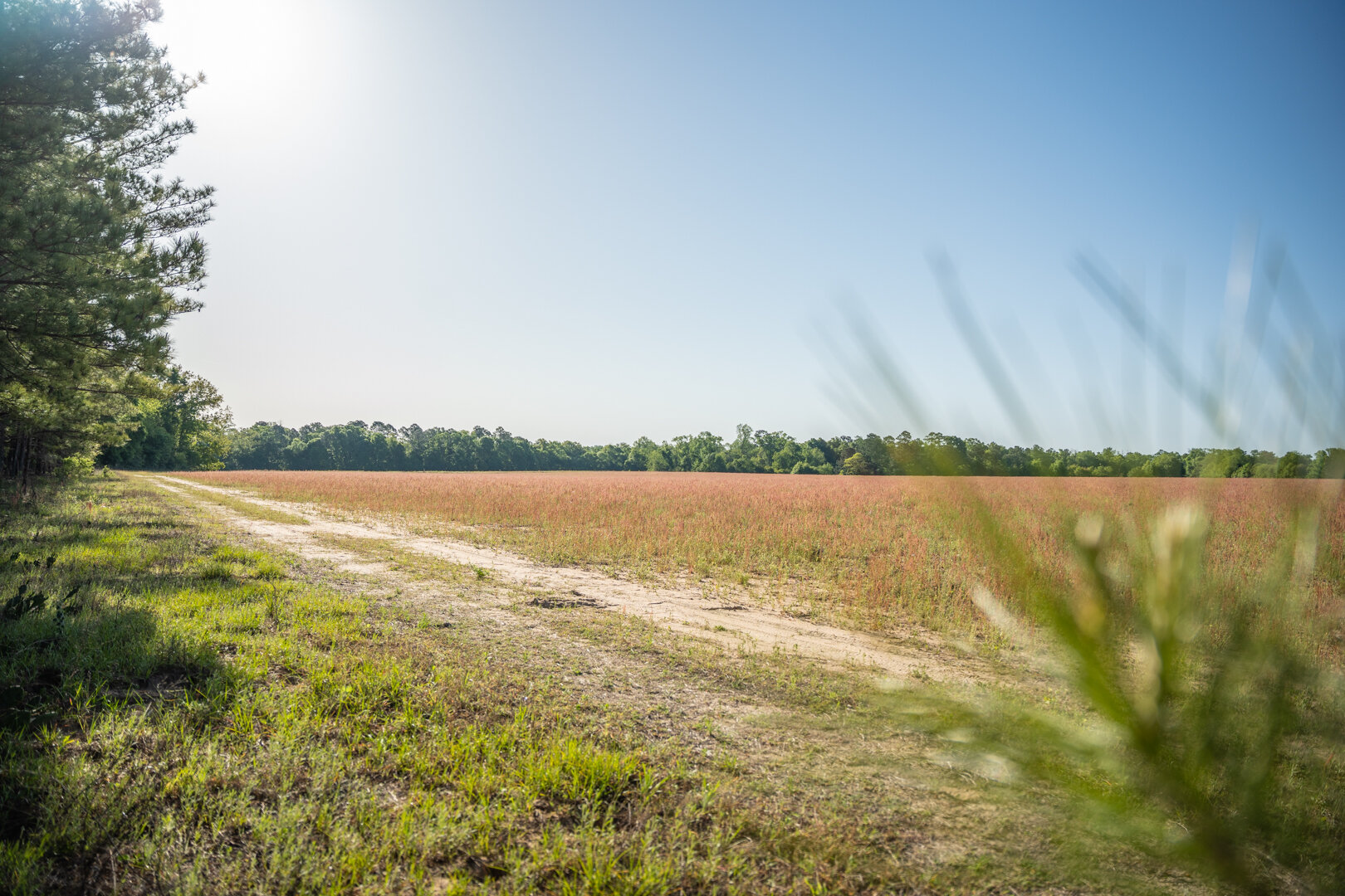 Image for 529+/- Acres Located in Webster County, Georgia - The Wills Estate