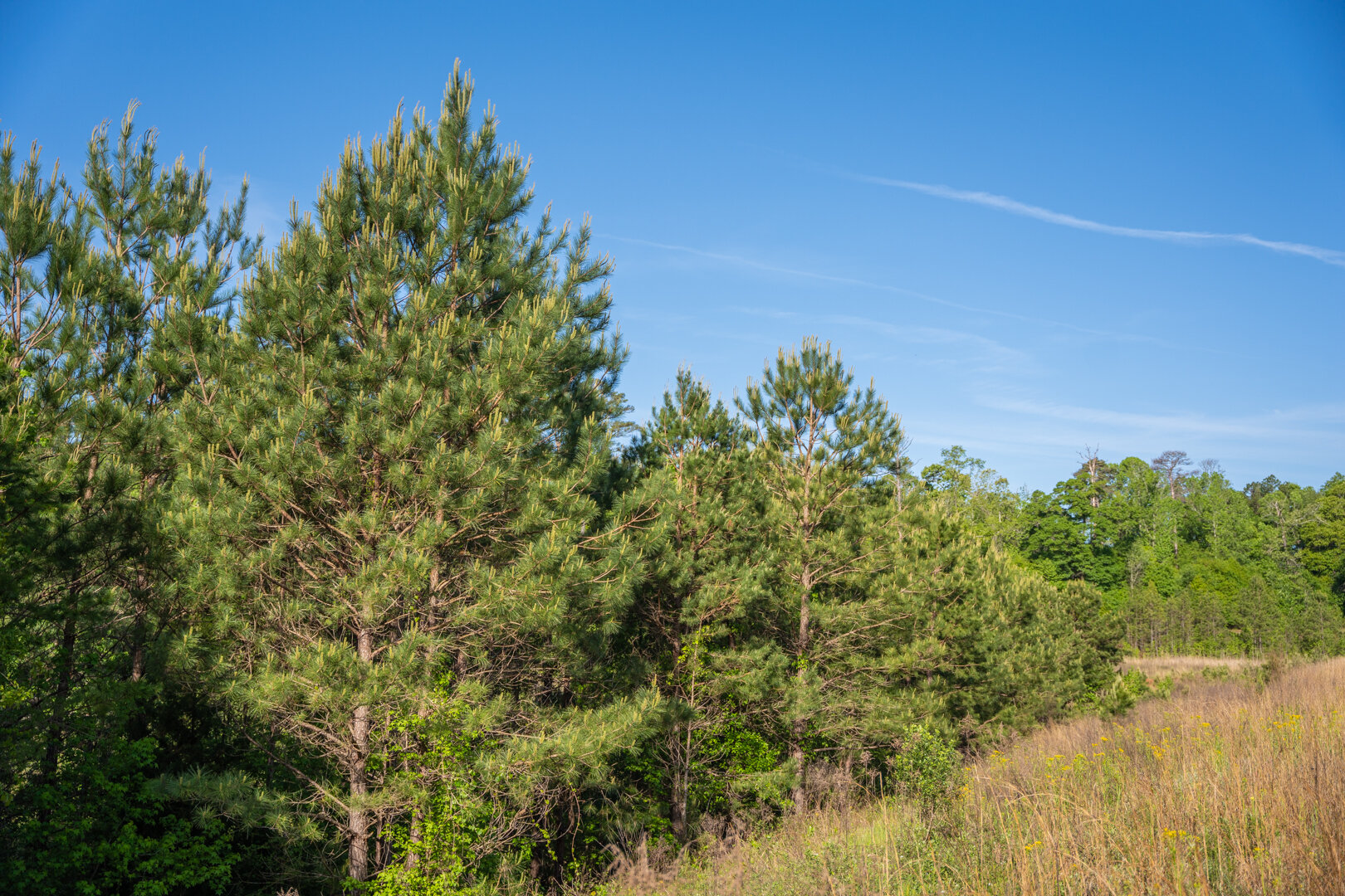 Image for 529+/- Acres Located in Webster County, Georgia - The Wills Estate