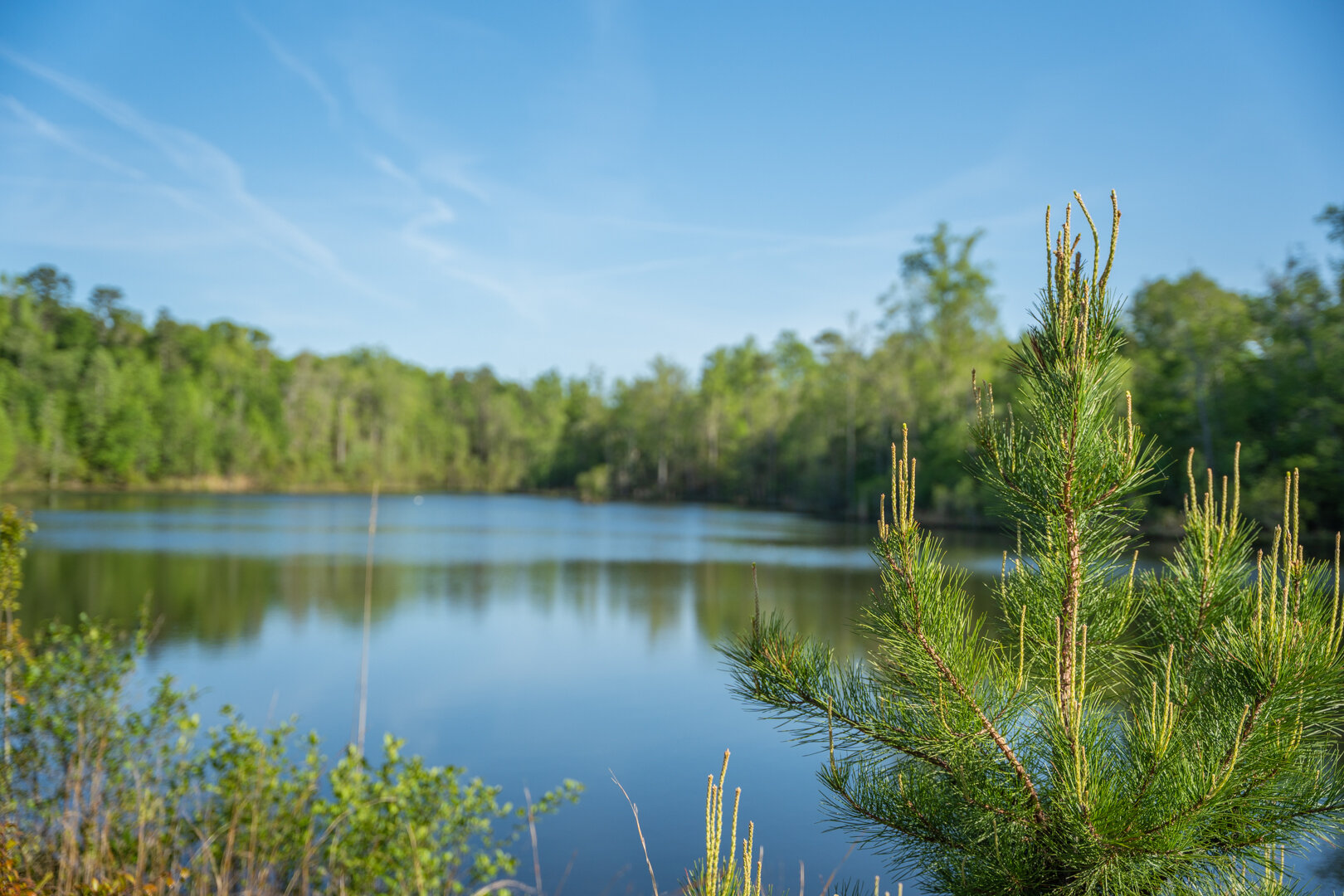 Image for 529+/- Acres Located in Webster County, Georgia - The Wills Estate