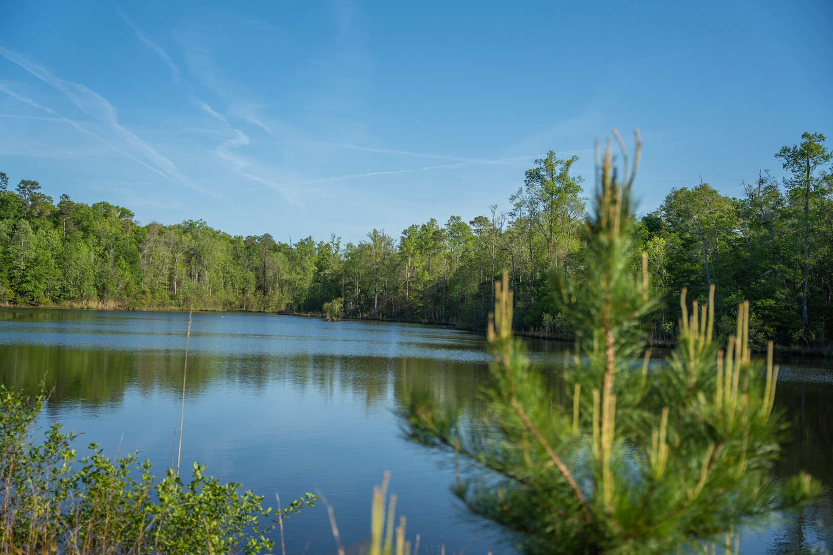 Image for 529+/- Acres Located in Webster County, Georgia - The Wills Estate