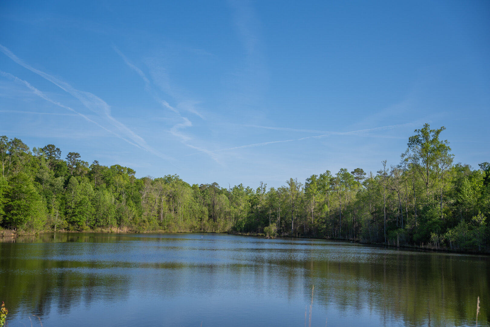 Image for 529+/- Acres Located in Webster County, Georgia - The Wills Estate