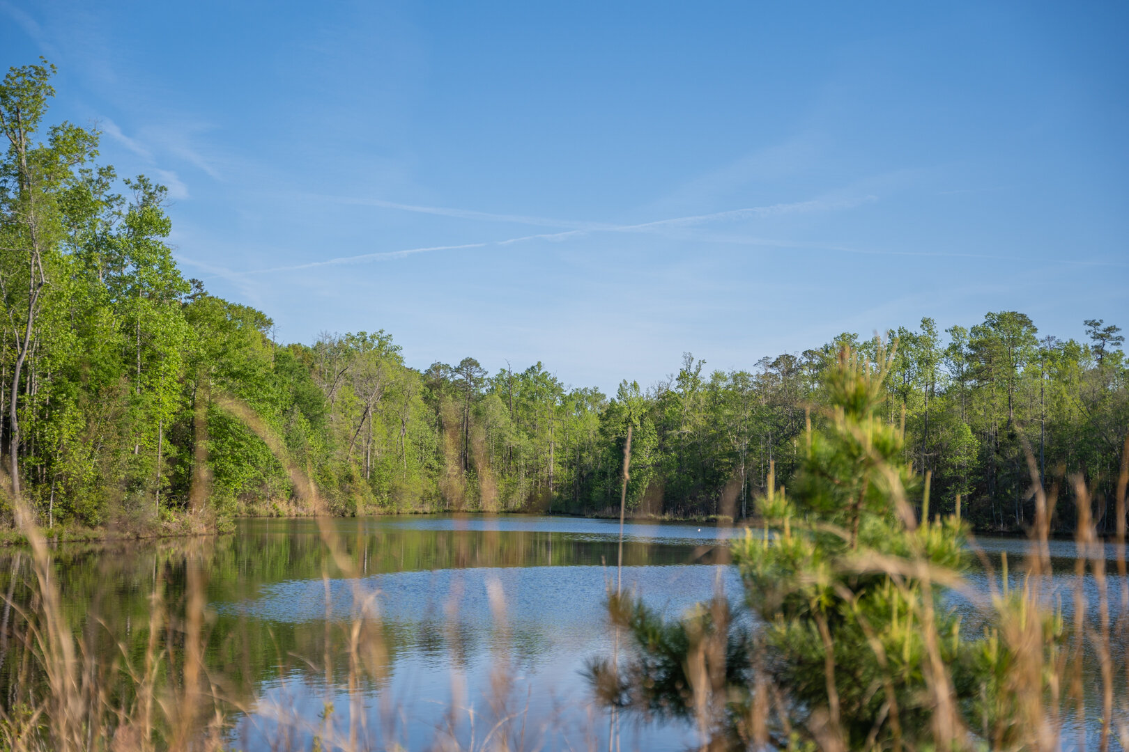 Image for 529+/- Acres Located in Webster County, Georgia - The Wills Estate