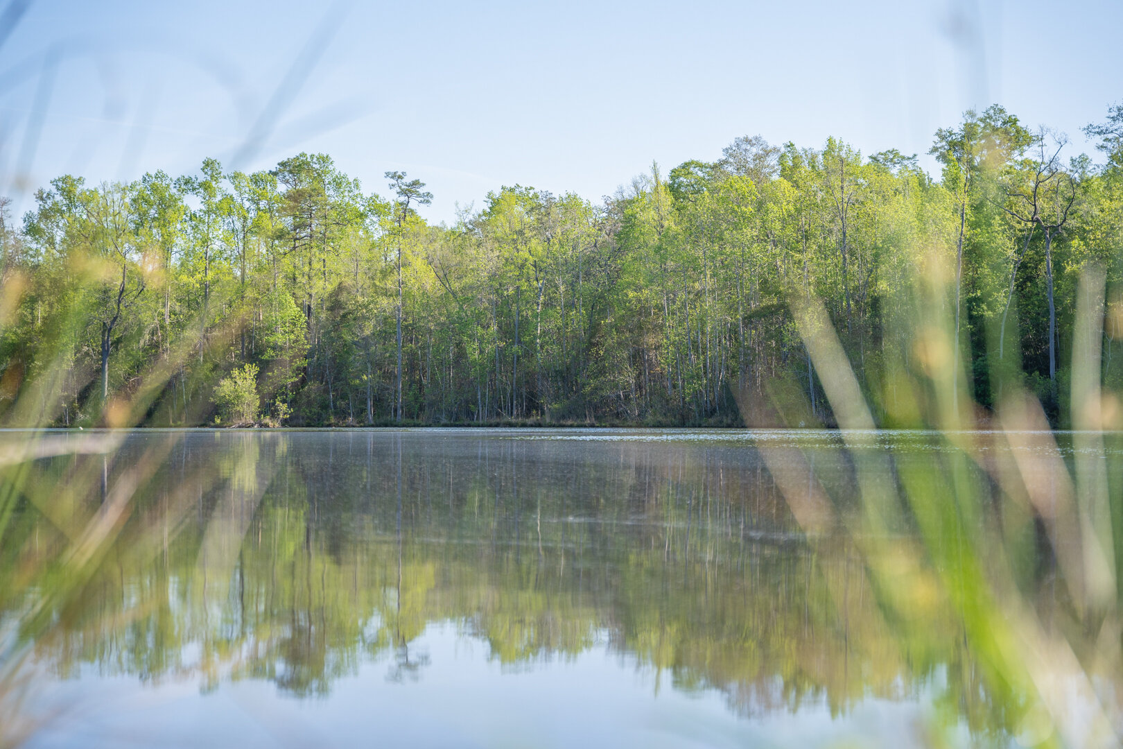 Image for 529+/- Acres Located in Webster County, Georgia - The Wills Estate