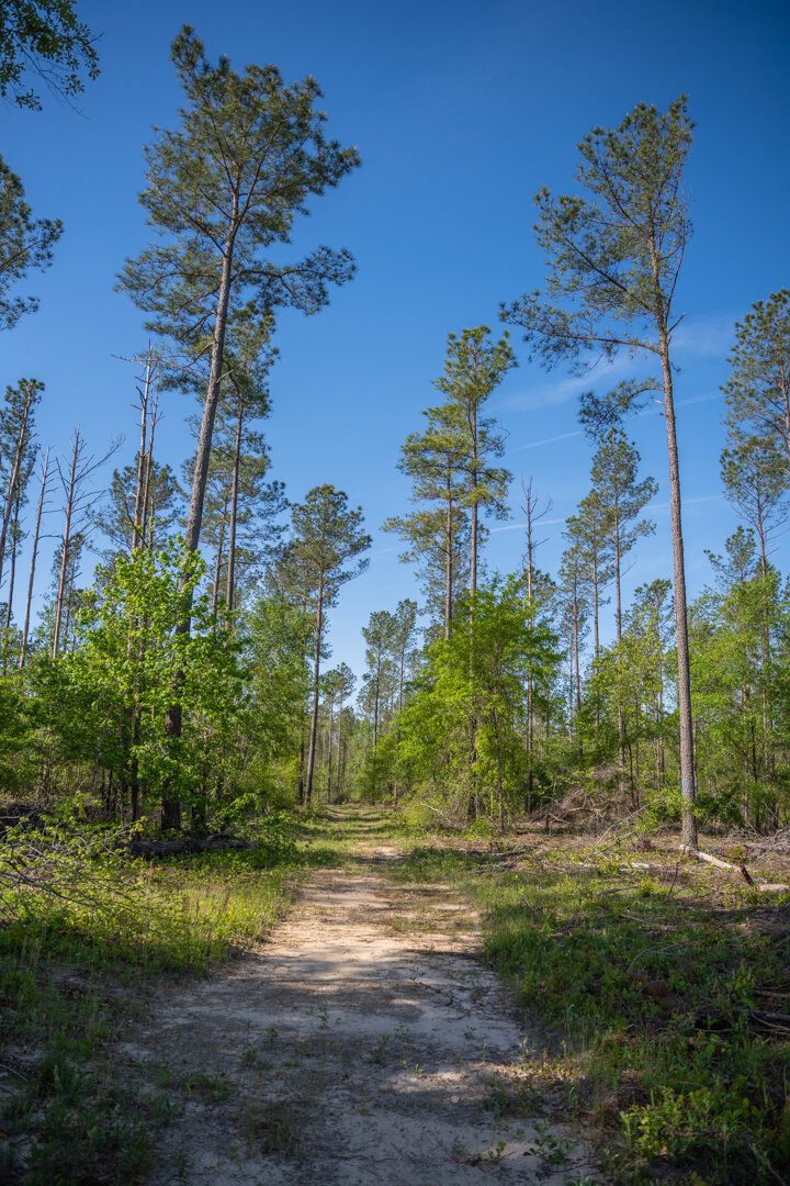 Image for 529+/- Acres Located in Webster County, Georgia - The Wills Estate