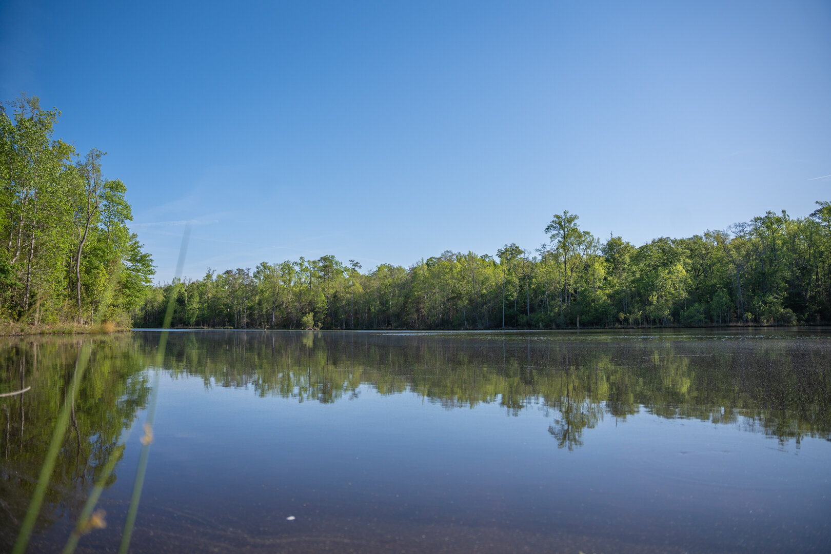 Image for 529+/- Acres Located in Webster County, Georgia - The Wills Estate