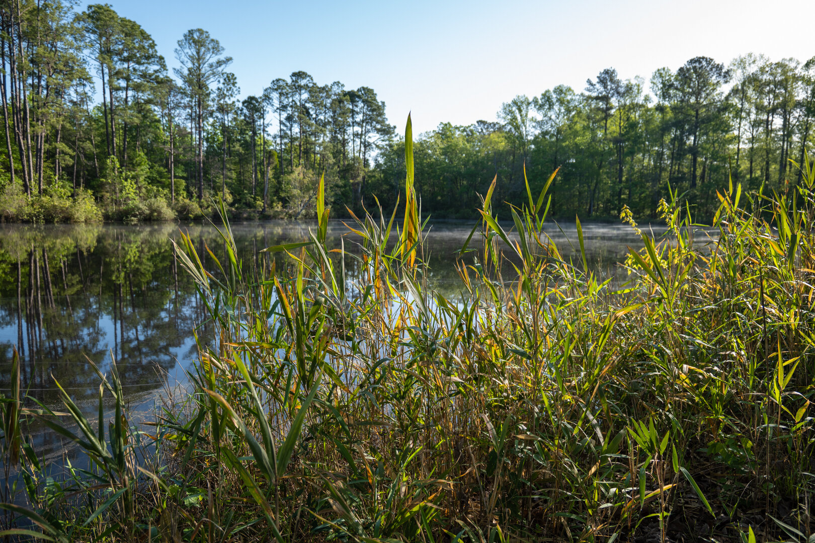 Image for 529+/- Acres Located in Webster County, Georgia - The Wills Estate