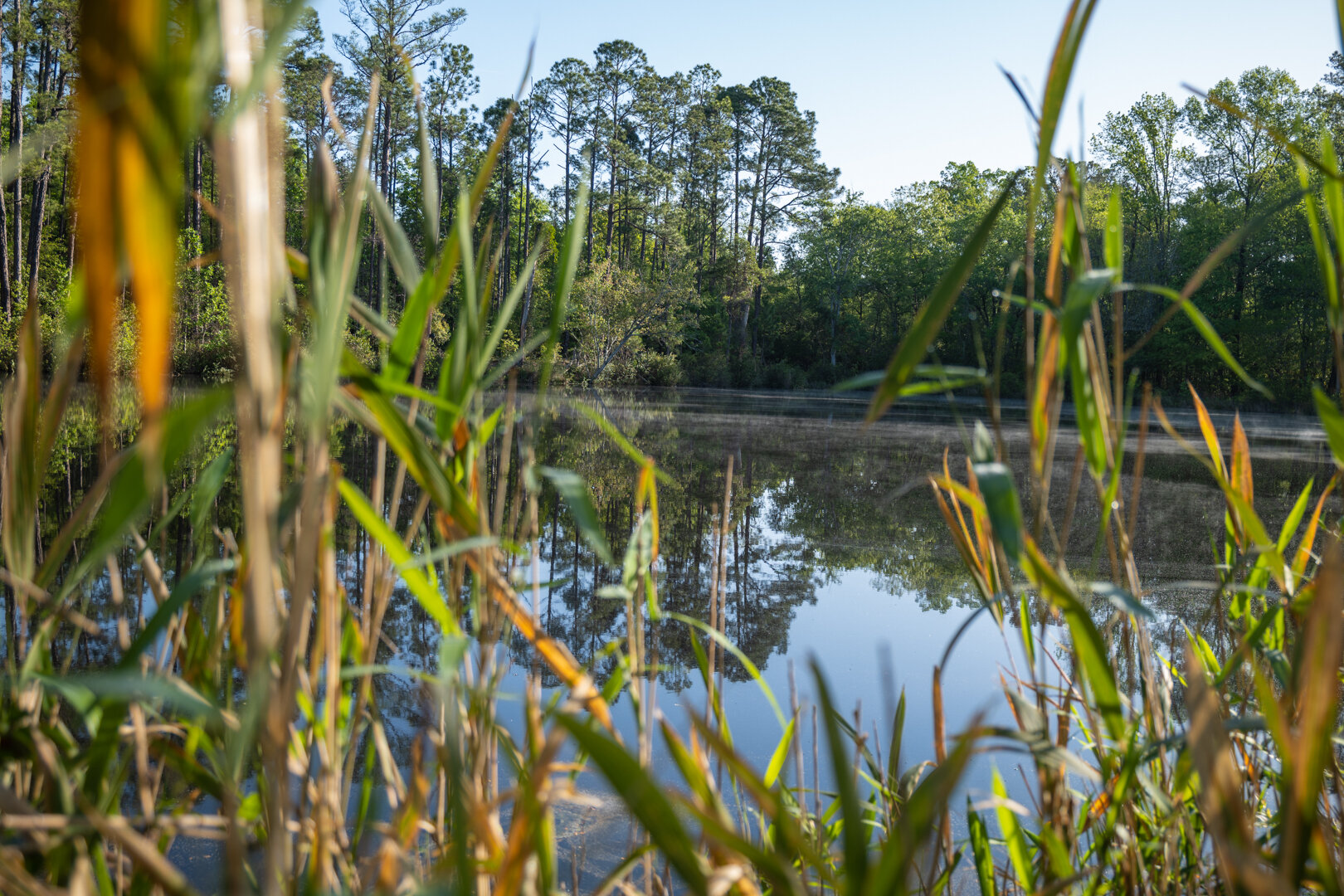 Image for 529+/- Acres Located in Webster County, Georgia - The Wills Estate