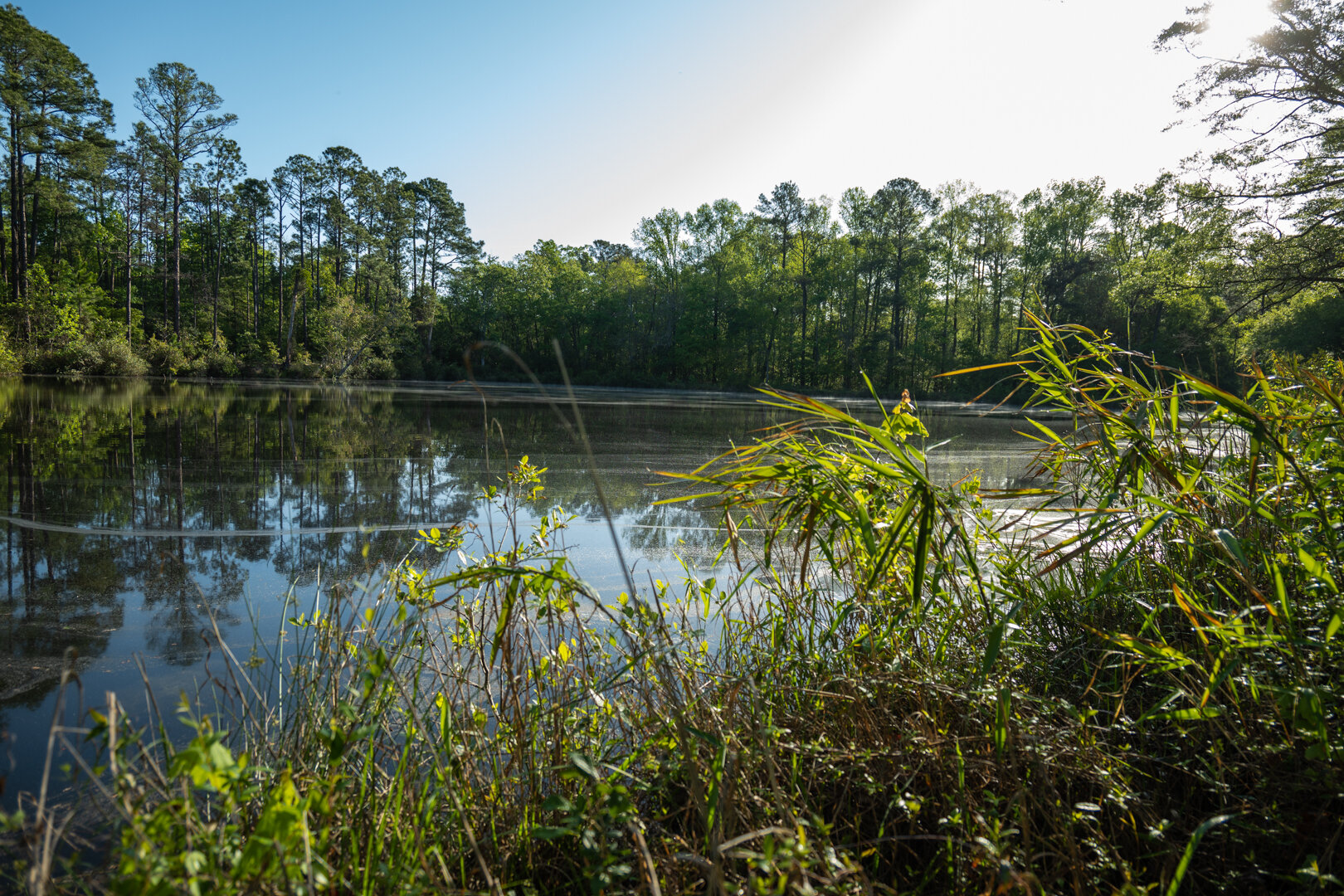 Image for 529+/- Acres Located in Webster County, Georgia - The Wills Estate